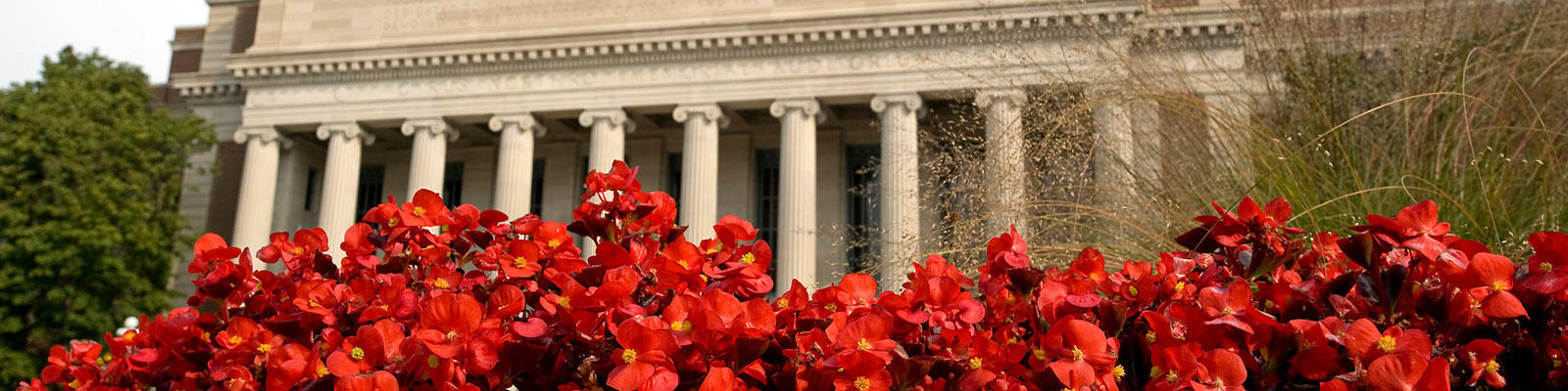 red flowers in bloom in front of the columns of Northrop Auditorium