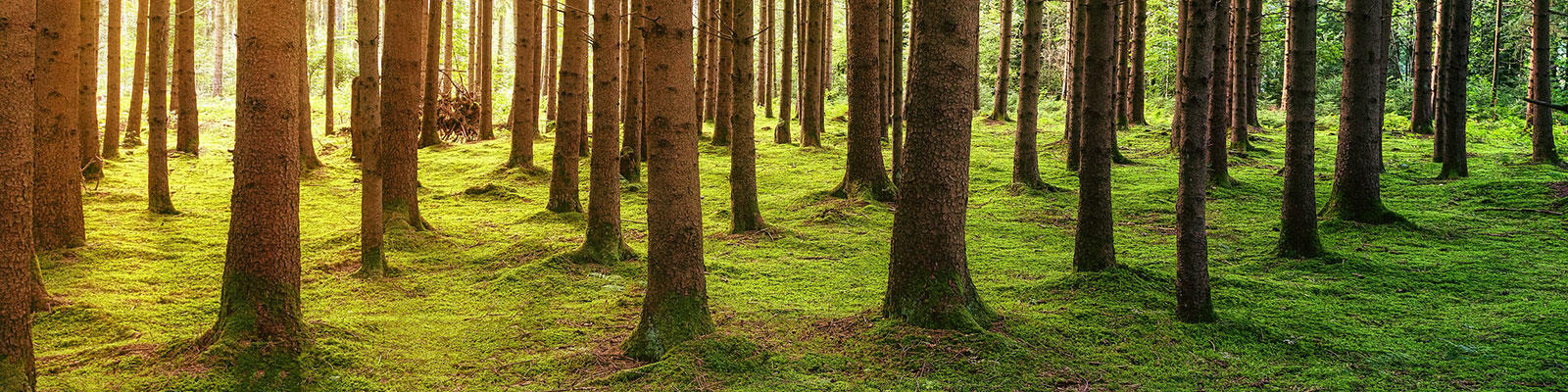 Grove of trees in a forest