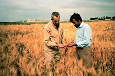 Researchers stand in a field of barley in the 1970s